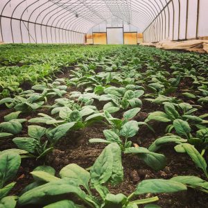 Area restaurants boost W.Va. economy through local sourcing